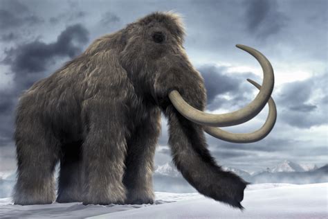 Mammoth .